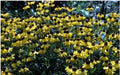 Helenium autumnale - Dogtooth Daisy - Wildflower