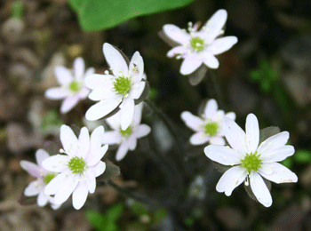 Hepatica nobilis acuta - Sharp-lobed Hepatica - Wildflower