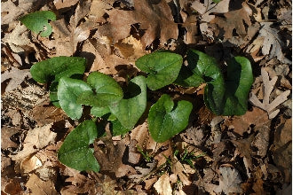 Hexastylis arifolia - Little Brown Jug - Wildflower
