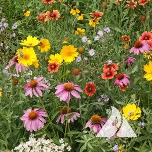 Honey Bee Flower Seed Mix