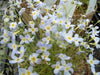 Houstonia serpyllifolia - Creeping Bluets - Wildflower