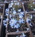 Houstonia serpyllifolia - Creeping Bluets - Wildflower