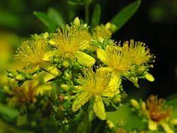 Hypericum densiflorum - Saint Johnswort