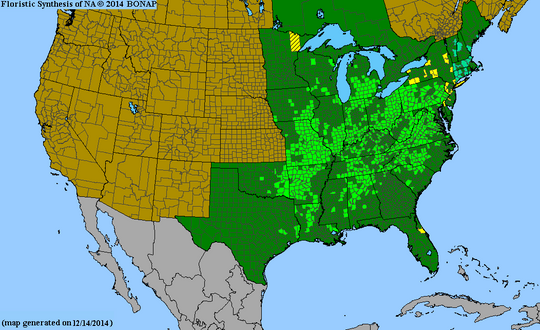 Hypericum prolificum - St. Johnswort