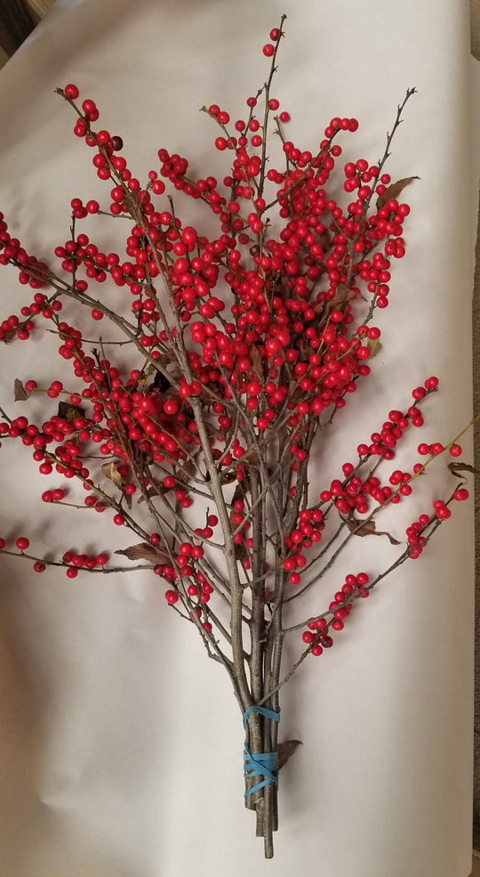 Ilex Winterberry Holly - 12-18" - Bundle of 5 Stems