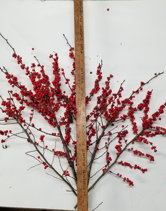 Ilex Winterberry Holly - 18-24 - Bundle of 5 Stems