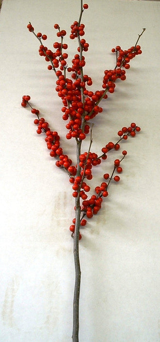 Ilex Winterberry Holly - 18-24 - Bundle of 5 Stems - 18-24 -