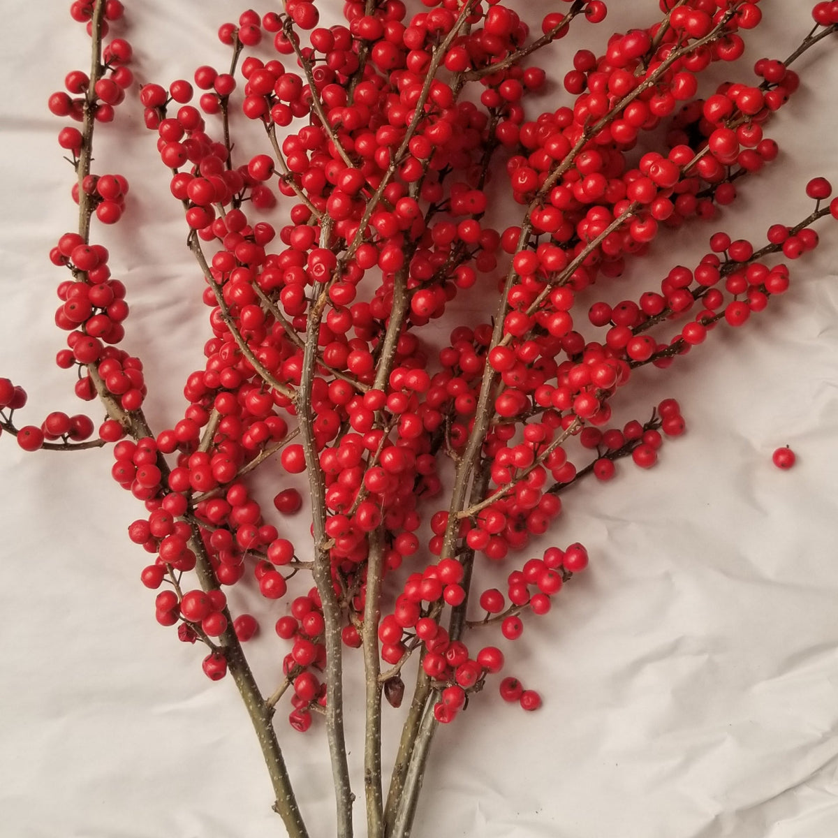 Ilex Winterberry Holly - 9-15 Tips - Bundle of 25 Stems