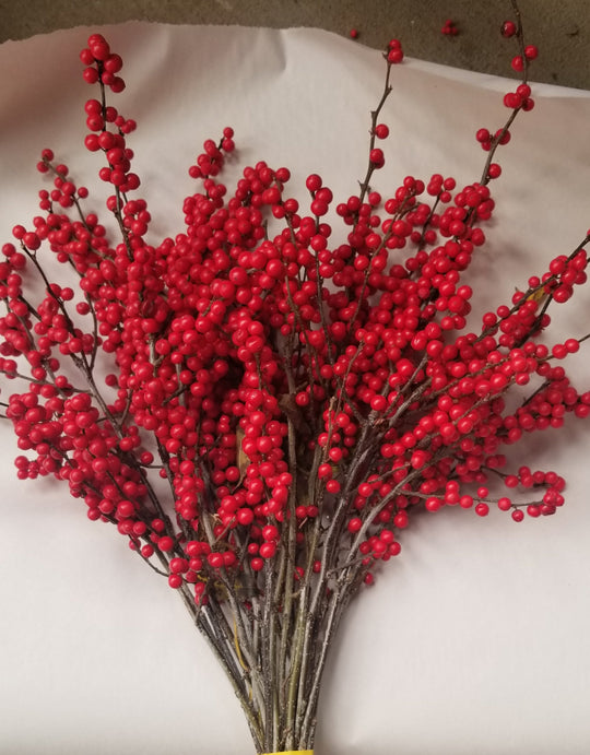 Ilex Winterberry Holly - 9-15" Tips - Bundle of 25 Stems