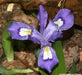 Iris Cristata - Dwarf Crested Iris - Wildflower