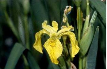Iris Pseudacorus - Wildflower