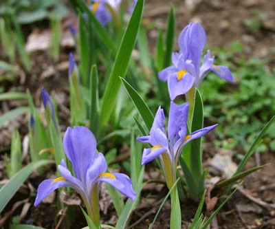 Iris Verna - Dwarf Iris - Wildflower