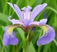 Iris versicolor - Blue Flag Iris - Wildflower