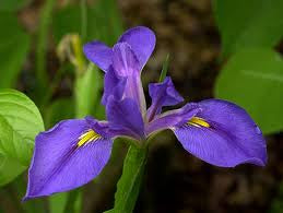 Iris virginica - Blue Flag Iris