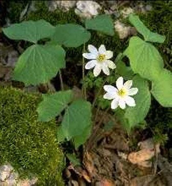Jeffersonia diphylla - Twinleaf - Wildflower