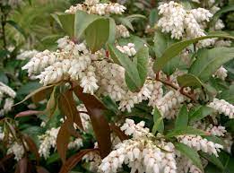 Leucothoe axillaris - Coastal Dog Hobble