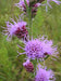 Liatris aspera - Rough Blazing Star - Wildflower