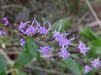 Liatris microcephala - Dwarf Blazing Star - Wildflower
