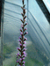 Liatris scariosa - Large Button Snakeroot - Wildflower