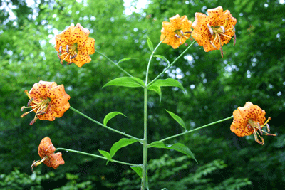 turk's cap lily flower Lilium Superbum