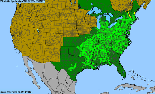 Lindera benzoin - Spicebush