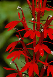 Lobelia cardinalis - Cardinal Flower - Wildflower