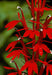Lobelia cardinalis - Cardinal Flower - Wildflower