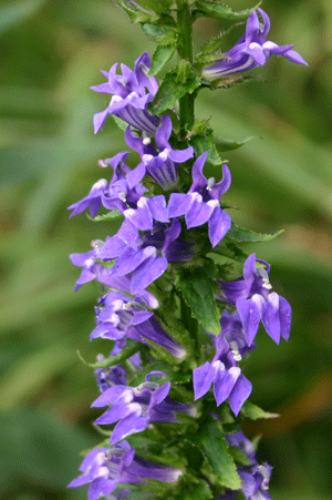 Lobelia siphilitica - Great Blue Lobelia - Wildflower