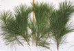 Long Needle Pine Tips - Bundle of 5 Stems - Greenery