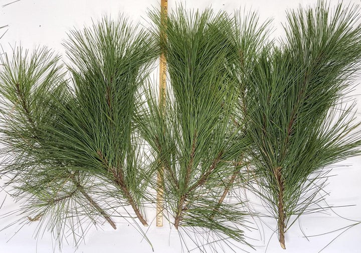 Long Leaf Pine Needles-1 lb. bundle