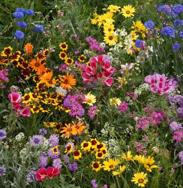 Low Growing Seed Mix - Seed Mixes