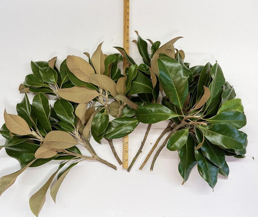 Magnolia Tips - Bundle of 5 Stems - Greenery
