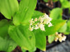Maianthemum canadense - False Lily-Of-The- Valley - 