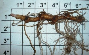 Maianthemum racemosum - False Solomon's Seal