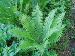 Matteuccia struthiopteris - Ostrich Fern