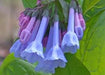 Mertensia virginica - Virginia Blue Bells - Fern