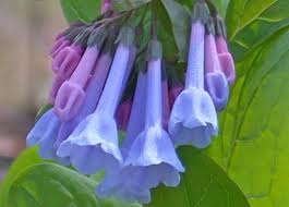 Mertensia virginica - Virginia Blue Bells - Fern