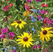 Moist Seed Mix - Seed Mixes