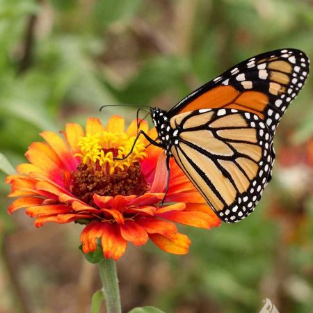 Monarch Butterfly Mixture — Gardens of The Blue Ridge