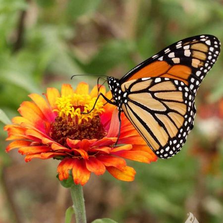 Monarch Butterfly Mixture - Seed Mixes
