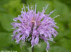 Monarda fistulosa - Wild Bergamot - Wildflower