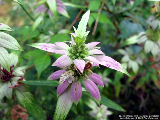 Monarda punctata - Spotted Bee Balm
