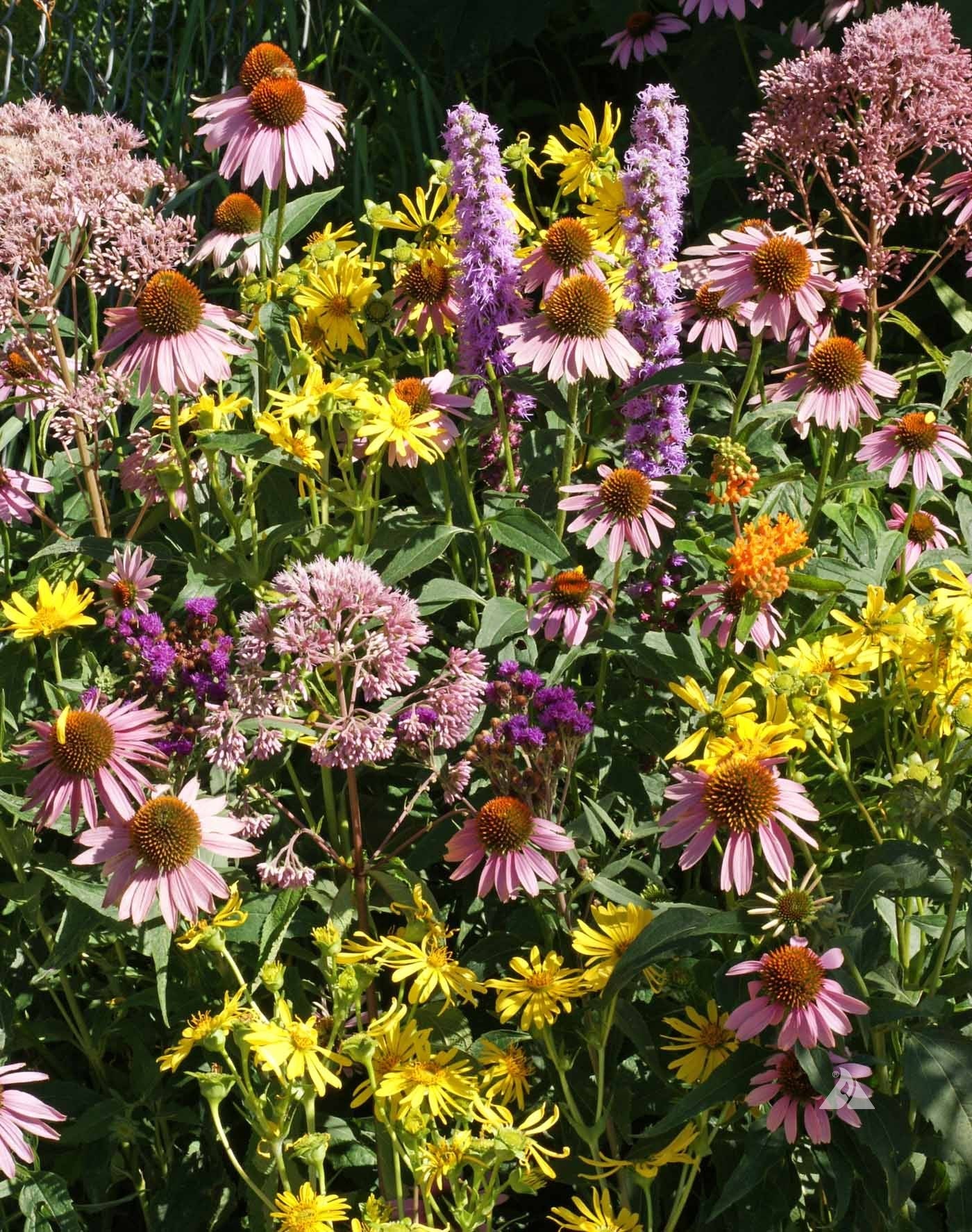 Native Monarch Seed Mix - Seed Mixes