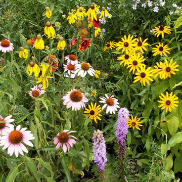 Native Perennial Mix
