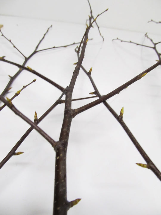 Natural Birch Branches - Per Branch