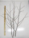 Natural Birch Branches - Per Branch - Greenery