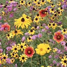 Northeast Native Wildflower Seed Mix