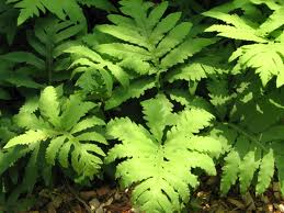 Onoclea sensibilis - Sensitive Fern