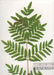 Osmunda regalis - Royal Fern Locust Leaf Fern - Fern