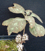 Pachysandra procumbens - Allegheny Spurge - Wildflower